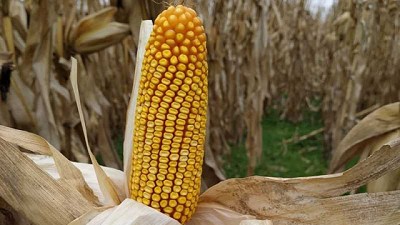 Nuevas estrategias para el manejo del maíz