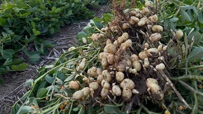 Maní: desarrollan un biopolímero para recubrir y proteger las semillas