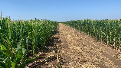 Manejo de enfermedades en maíz tardío