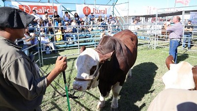 Jornada Braford en Acción para mostrar todo el potencial de la raza en Expoagro 2022