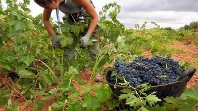 Mendoza y San Rafael: Una cosecha de uvas más lenta que en temporadas anteriores