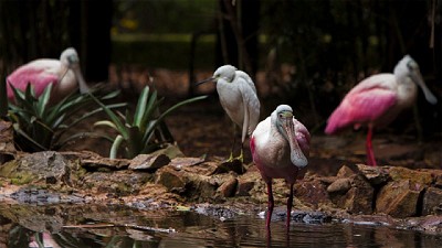 Alerta por casos de Influenza aviar de alta patogenicidad H5 en América del Norte