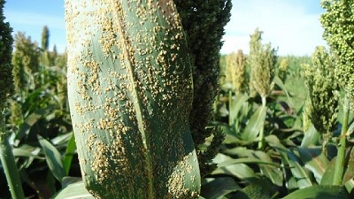 Se declara la emergencia fitosanitaria por la plaga del pulgón amarillo del sorgo