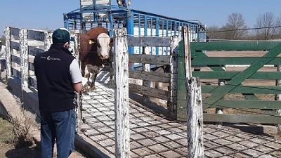 Muestreo sanitario en el rodeo bovino de las provincias de Río Negro y Neuquén