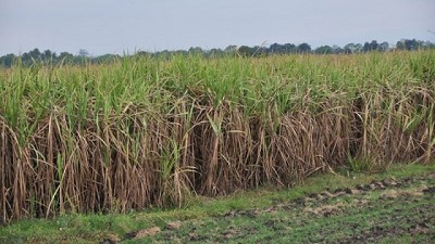 Caña de azúcar: estudian cómo reducir la emisión de gases sin afectar el rinde