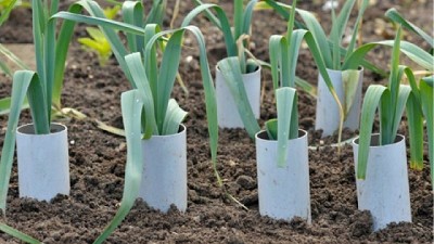 Cómo cultivar puerros en el huerto