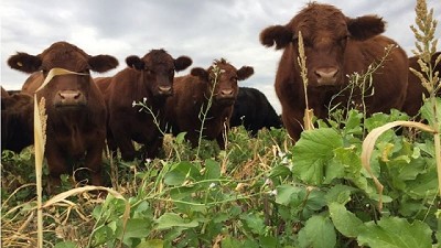 Mapean 80 experiencias agroecológicas en todo el país