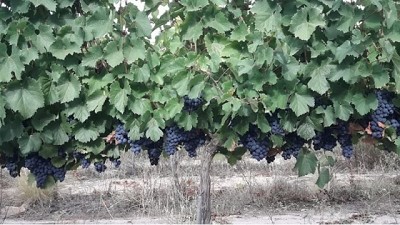 Cómo afectó el clima a la vitivinicultura