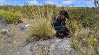Evalúan plantas tóxicas que afectan al ganado en zonas extrapampeanas