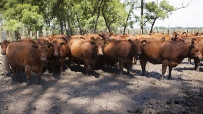 Detección de foco de garrapata en establecimiento de la provincia de Buenos Aires