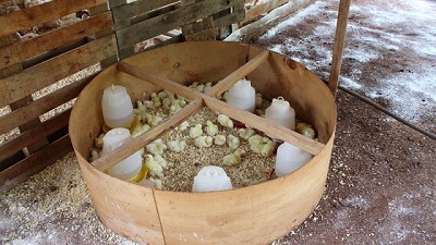 Se favorece el desarrollo de la producción familiar de granjas avícolas de Misiones