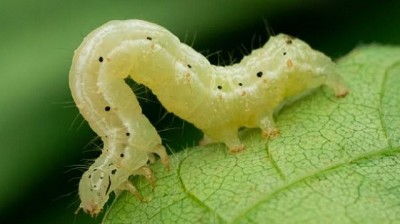 Informe de Plagas. Campaña 2021-2022