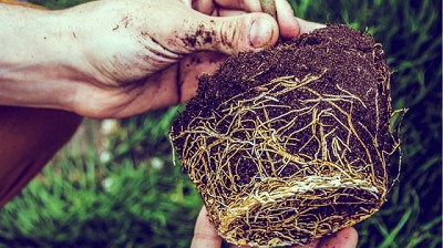 La rizodeposición de las plantas y su increíble potencial