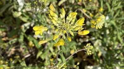 Aceitando motores para manejo de malezas en fina: raigrás y crucíferas
