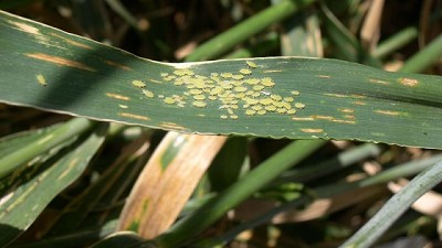 Un paso adelante de las plagas en los cultivos de invierno
