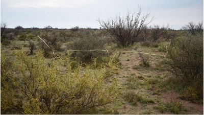 Con sensores remotos monitorean cambios en la vegetación de tierras secas