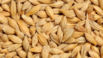 Cebada - Producción y mercados