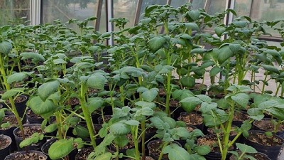 Crean papas que toleran mejor las sequías por medio de la biotecnología