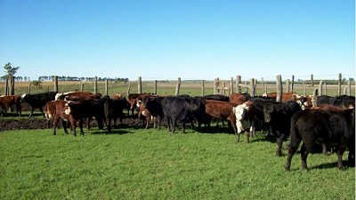 Estudian el impacto de la miasis en la ganadería argentina