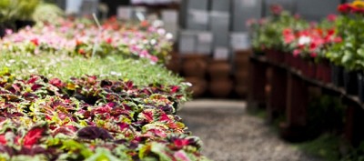 Cómo realizar el trámite en la plataforma TAD para la inscripción en el registro de viveros