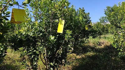 Avanzan en los estudios para el control biológico de plagas en yerba mate