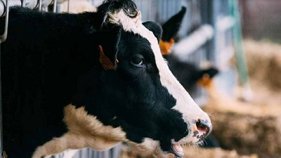 Dinamarqueses encuentran la forma de reducir las emisiones de metano de las vacas lecheras