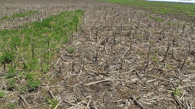 Otoño: el momento ideal para comenzar a controlar malezas