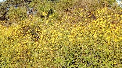 Pasto Cubano, una maleza que llegó a la ciudad