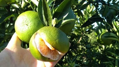 Splitting en cítricos: qué es y cómo manejarlo