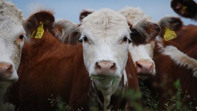 Analizan métodos de control contra la garrapata común del bovino