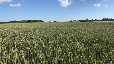 Las enzimas asoman como nuevas protagonistas de la bioagricultura
