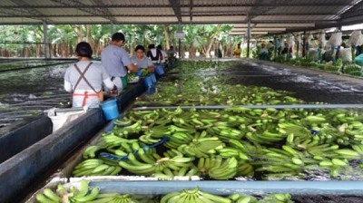 Latinoamérica unirá fuerzas para exigir respeto al precio del banano