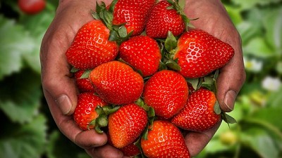 Serifel®: llega un nuevo biofungicida que inaugurará la oferta de soluciones de BASF en Biológicos