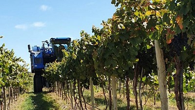 Certificación fitosanitaria de más de 650 toneladas de uva para vinificar en La Pampa