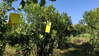 Avanzan en los estudios para el control biológico de plagas en yerba mate