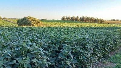 Tomás Molina: “Es muy posible que cosechemos el doble de soja por hectárea que el año pasado