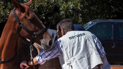 Enfermedades de los animales cuya notificación promueve su detección temprana