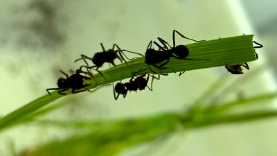 ¿Cómo deciden su menú las hormigas cortadoras?