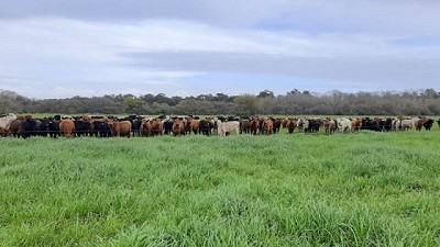Con pastoreos planificados, los suelos fijan carbono y mejoran su salud
