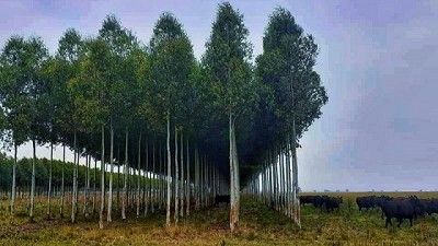 Trabajan en el desarrollo de la cuenca foresto-industrial de la Pampa Ondulada