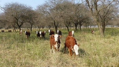 Pautas para el manejo de la alimentación animal en el NOA