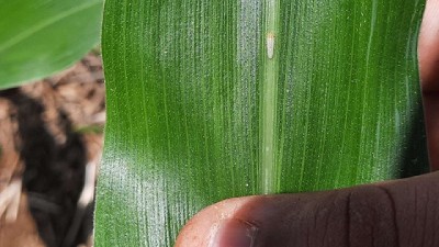 SIMA Agtech trabaja junto a Bayer en el control de la cigarrinha del maíz en Brasil