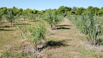 El papel de los biocombustibles en el mundo que se viene