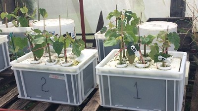 Un arbusto en el futuro de los biocombustibles