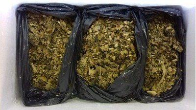 Evalúan un bioinoculante deshidratado para la conservación de forrajes