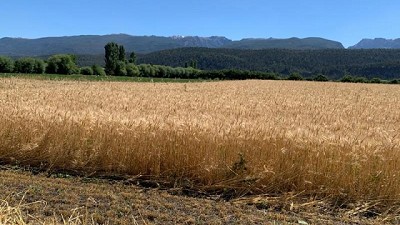 Presentan una variedad de cebada adaptada a la Patagonia