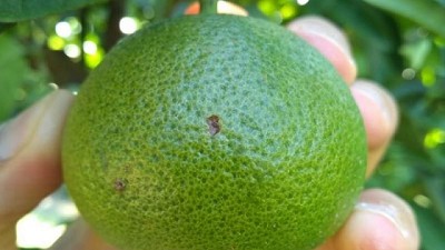 Alerta por la presencia de alternaria en mandarinas