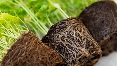 Uso de micorrizas para mejorar la producción