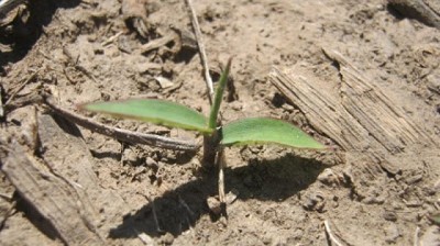 Nueva Alerta Roja: resistencia a glifosato en Pasto cuaresma (Digitaria sanguinalis)