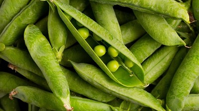 Arveja y garbanzo, dos legumbres para diversificar rotaciones